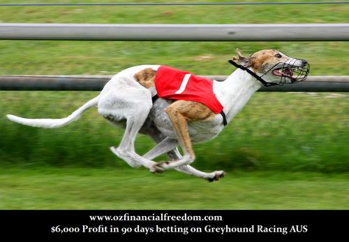 Product picture Amazing Greyhound Winners $6000 in 90 days
